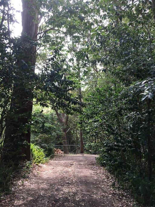 Avoca Beach And Bush エクステリア 写真